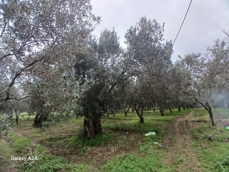 Havran Çamdibi Mah`daZeytinlik. - 14