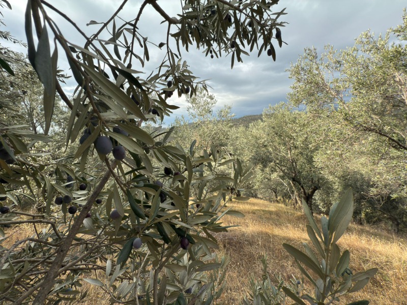 Edremit Ortaoba Mah`daZeytinlik.