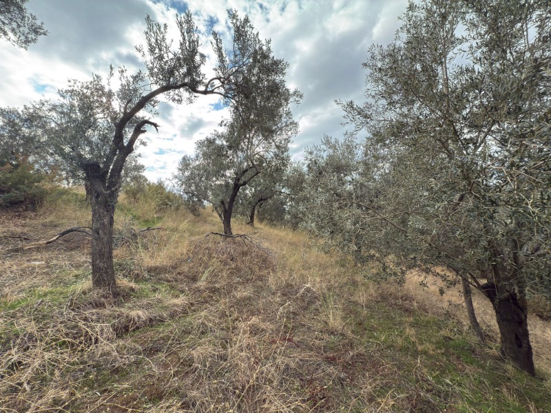 Edremit Ortaoba Mah`daZeytinlik. - 2