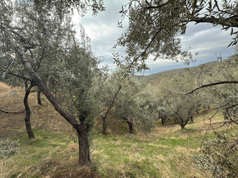 Edremit Ortaoba Mah`daZeytinlik. - 3