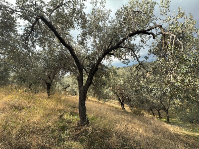 Edremit Ortaoba Mah`daZeytinlik. - 4