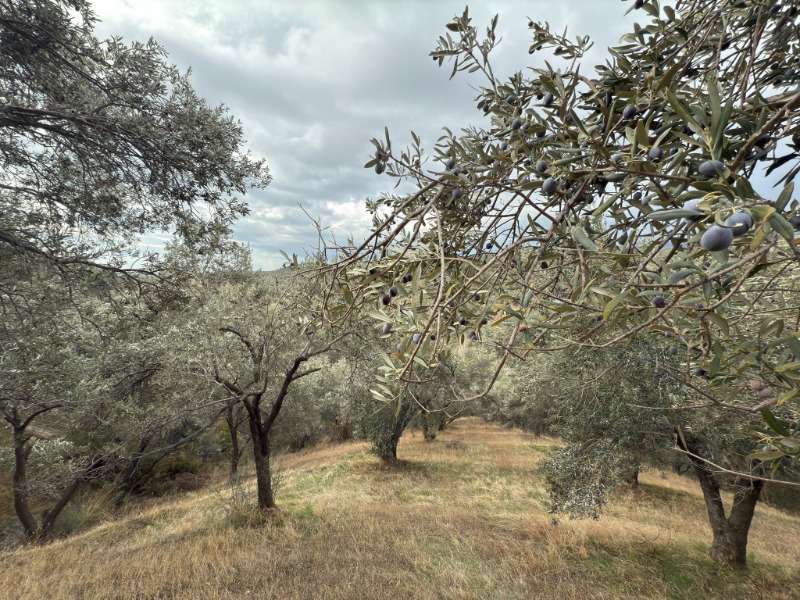 Edremit Ortaoba Mah`daZeytinlik. - 5