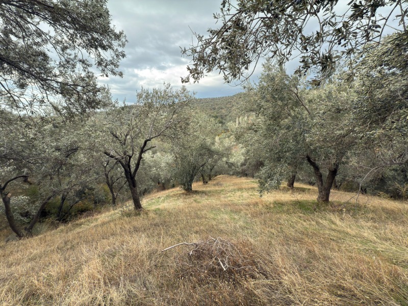 Edremit Ortaoba Mah`daZeytinlik. - 6