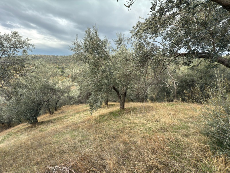 Edremit Ortaoba Mah`daZeytinlik. - 7