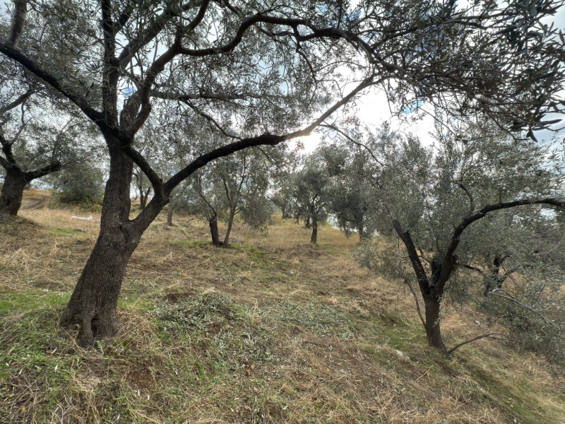 Edremit Ortaoba Mah`daZeytinlik. - 8