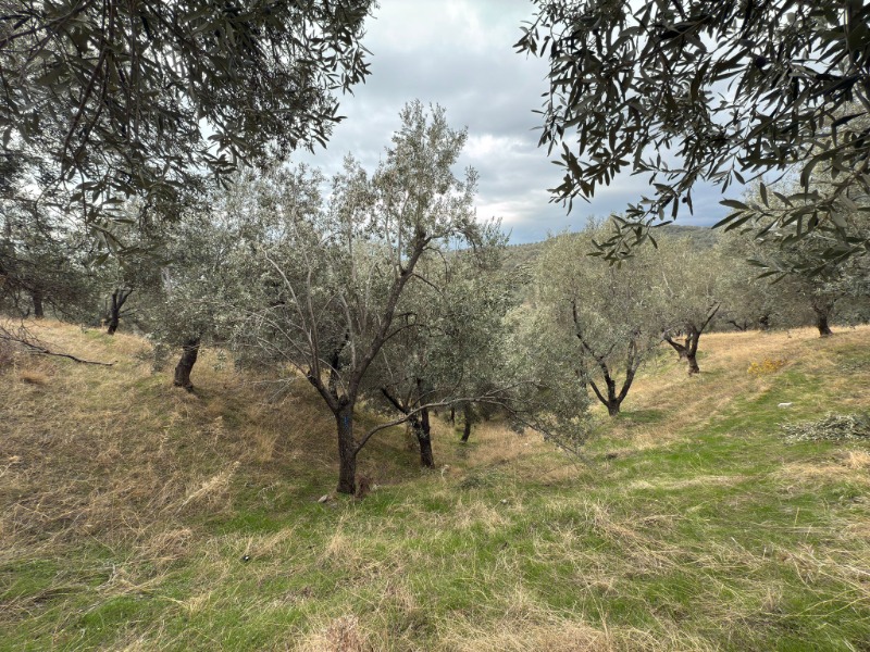 Edremit Ortaoba Mah`daZeytinlik. - 9