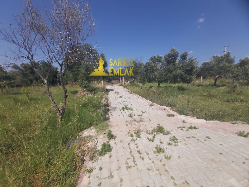 Burhaniye Börezli Mah`daZeytinlik.