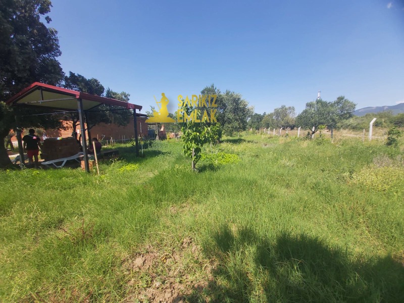 Burhaniye Börezli Mah`daZeytinlik. - 3