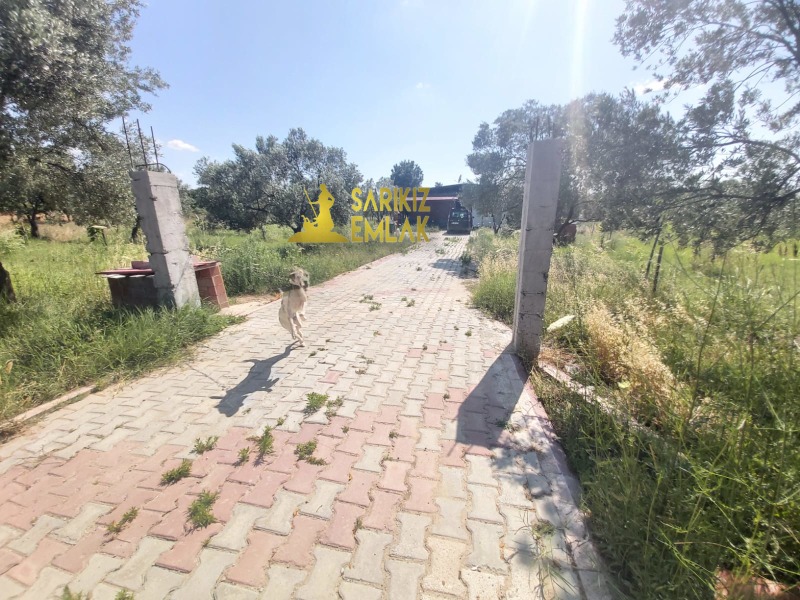 Burhaniye Börezli Mah`daZeytinlik. - 4