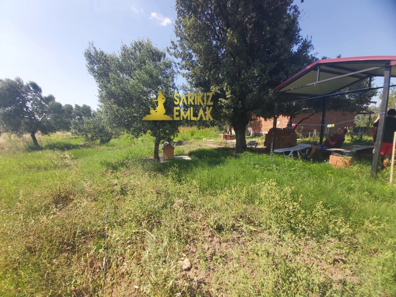 Burhaniye Börezli Mah`daZeytinlik. - 5