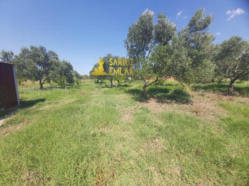 Burhaniye Börezli Mah`daZeytinlik. - 7