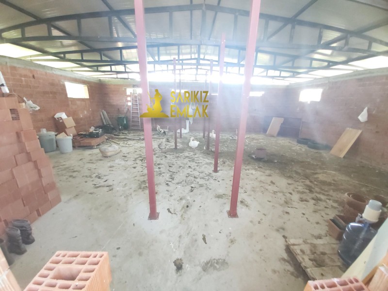 Burhaniye Börezli Mah`daZeytinlik. - 11