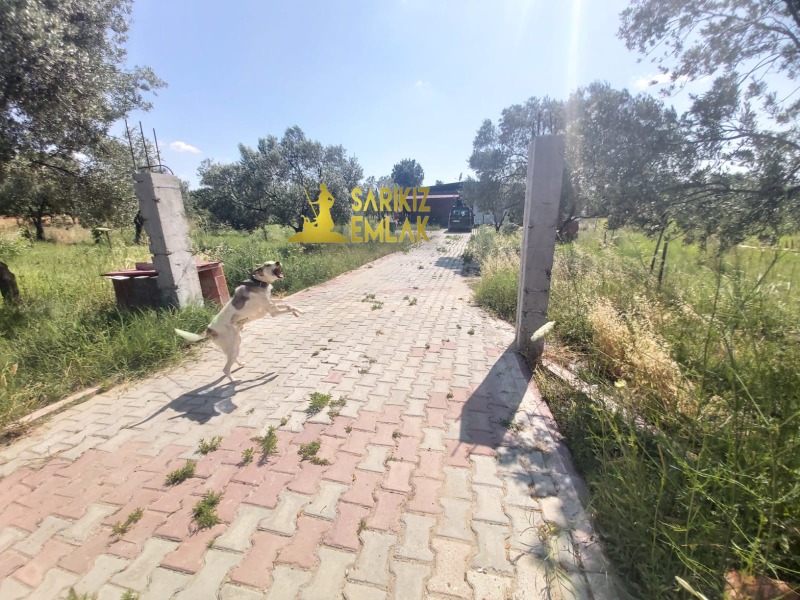 Burhaniye Börezli Mah`daZeytinlik. - 12