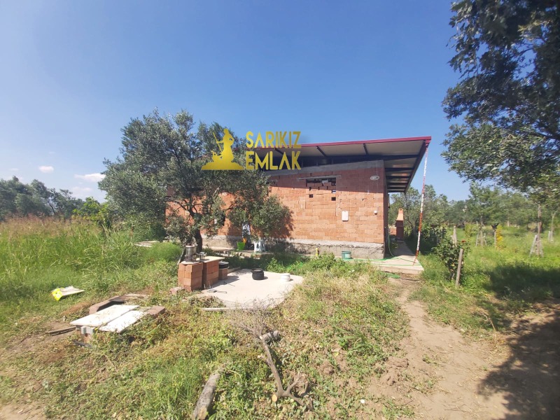 Burhaniye Börezli Mah`daZeytinlik. - 13