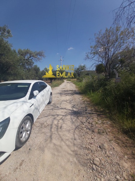 Burhaniye Börezli Mah`daZeytinlik. - 15