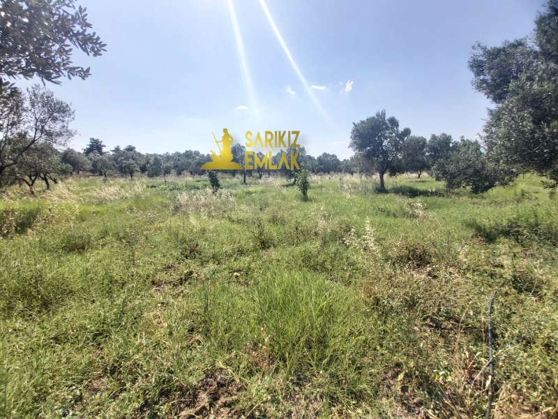 Burhaniye Börezli Mah`daZeytinlik. - 16