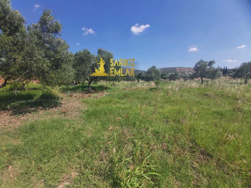 Burhaniye Börezli Mah`daZeytinlik. - 17