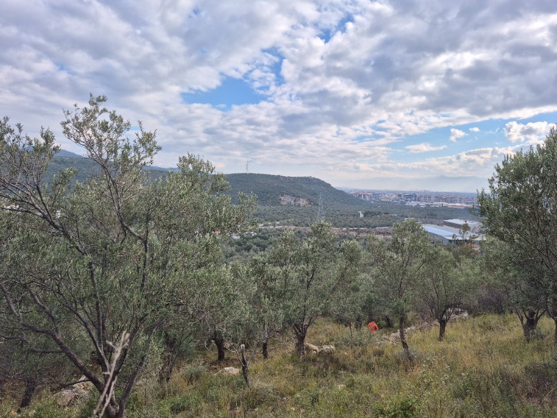 Edremit Yolören Mah`daZeytinlik.