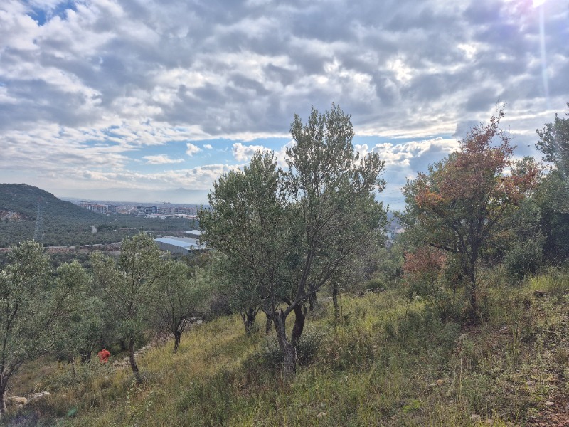 Edremit Yolören Mah`daZeytinlik. - 2