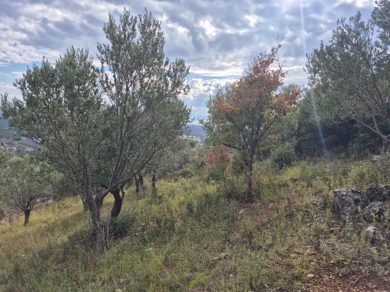 Edremit Yolören Mah`daZeytinlik. - 3